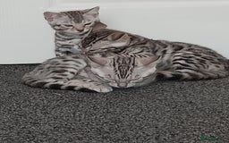 Bengal cats for sale: Silver bengals - Image 16