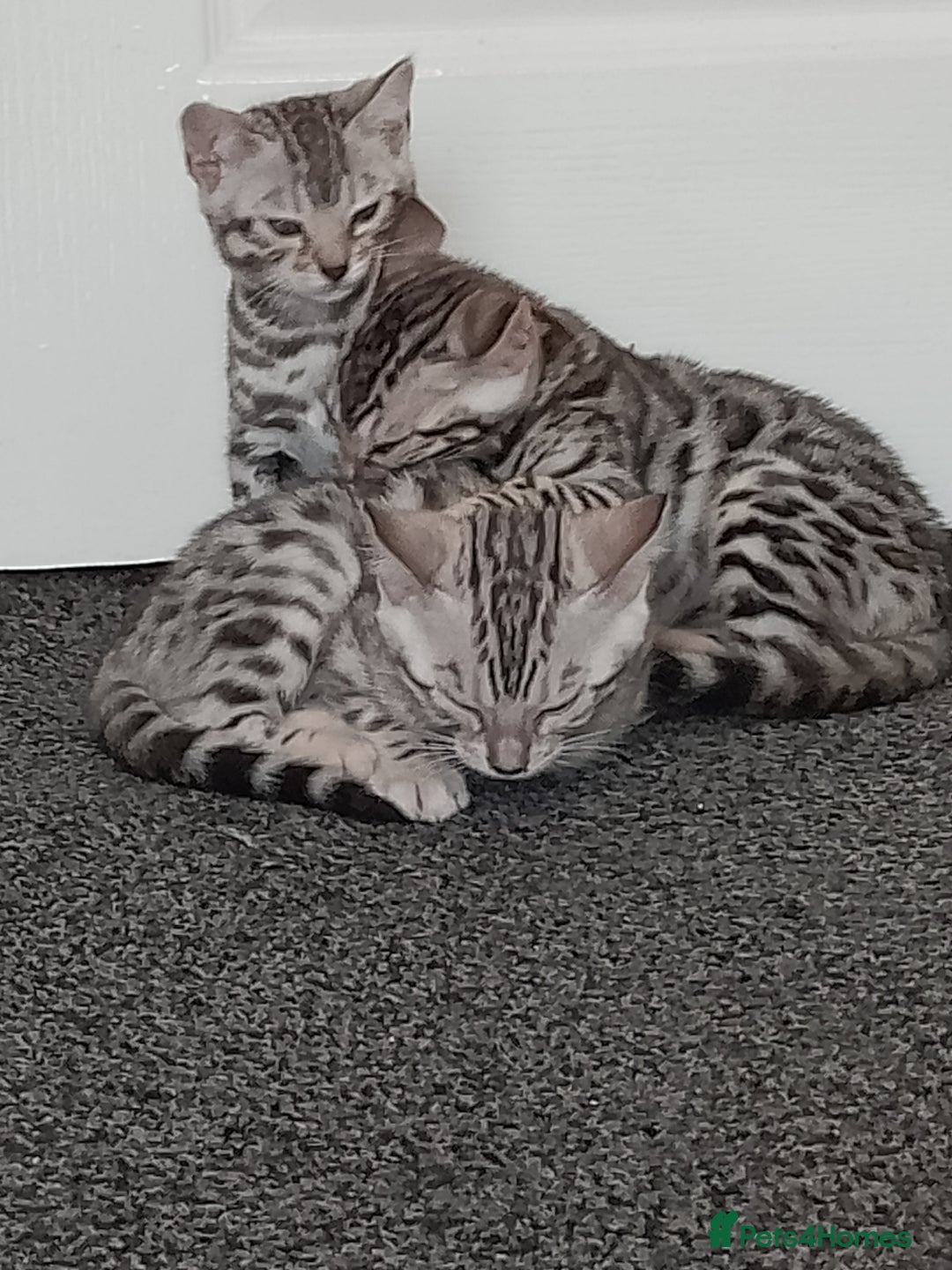 Bengal cats for sale: Silver bengals - Image 16