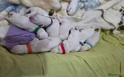 Dalmatian dogs for sale: 100% DALMATIAN LITTER - Image 9