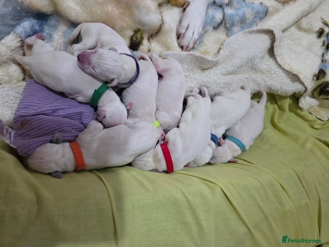 Dalmatian dogs for sale: 100% DALMATIAN LITTER - Image 9