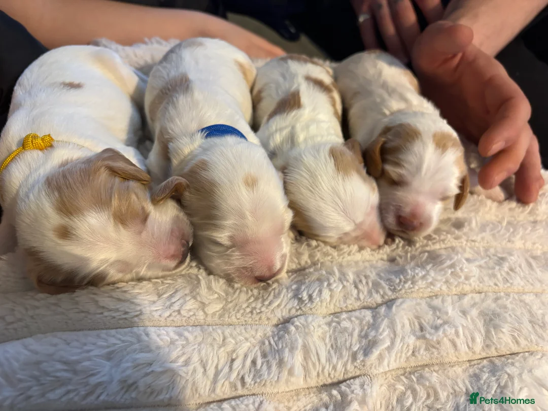 Cocker Spaniel dogs for sale: Cocker spaniel puppies  in Rotherham - Advert 11