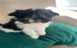 Mixed Breed dogs for sale: Shih Apso - Advert 1
