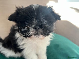 Mixed Breed dogs for sale: Shih Apso - Advert 1