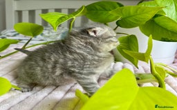 Scottish Fold cats for sale: Adorable rare silver tabby/lilac tabby kittens 🐾 - Image 18