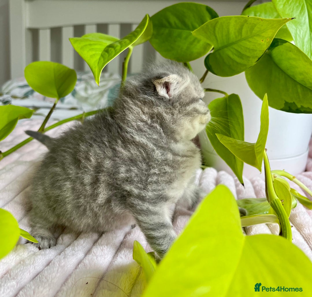 Scottish Fold cats for sale: Adorable rare silver tabby/lilac tabby kittens 🐾 - Image 18