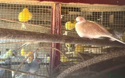 Doves birds for sale: Diamond doves for sale 2025 bred  - Image 4