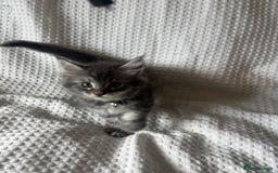Maine Coon cats for sale: Beautiful blue smoke torbie Maine coon kittens  - Image 2