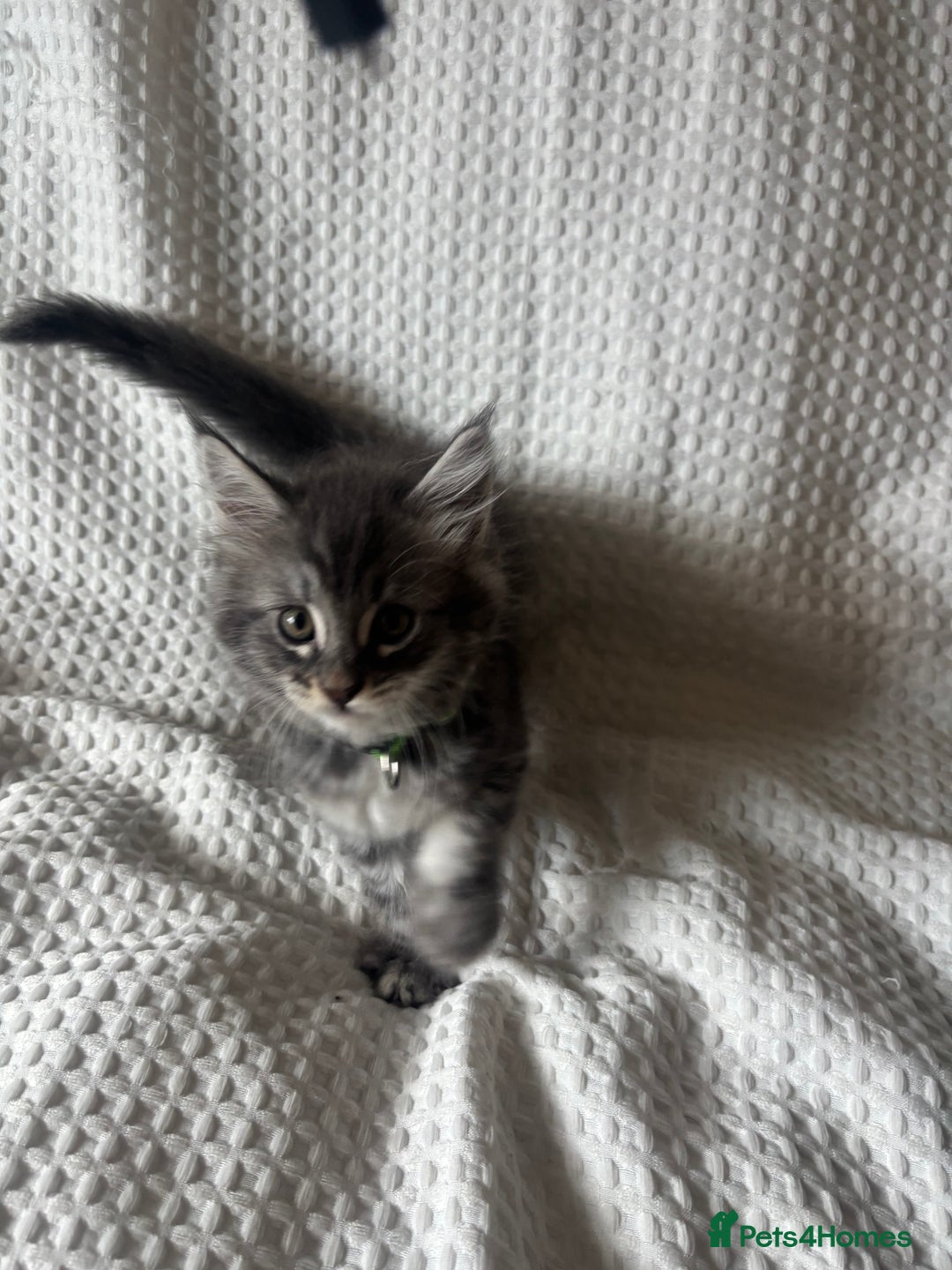 Maine Coon cats for sale: Beautiful blue smoke torbie Maine coon kittens  - Image 2