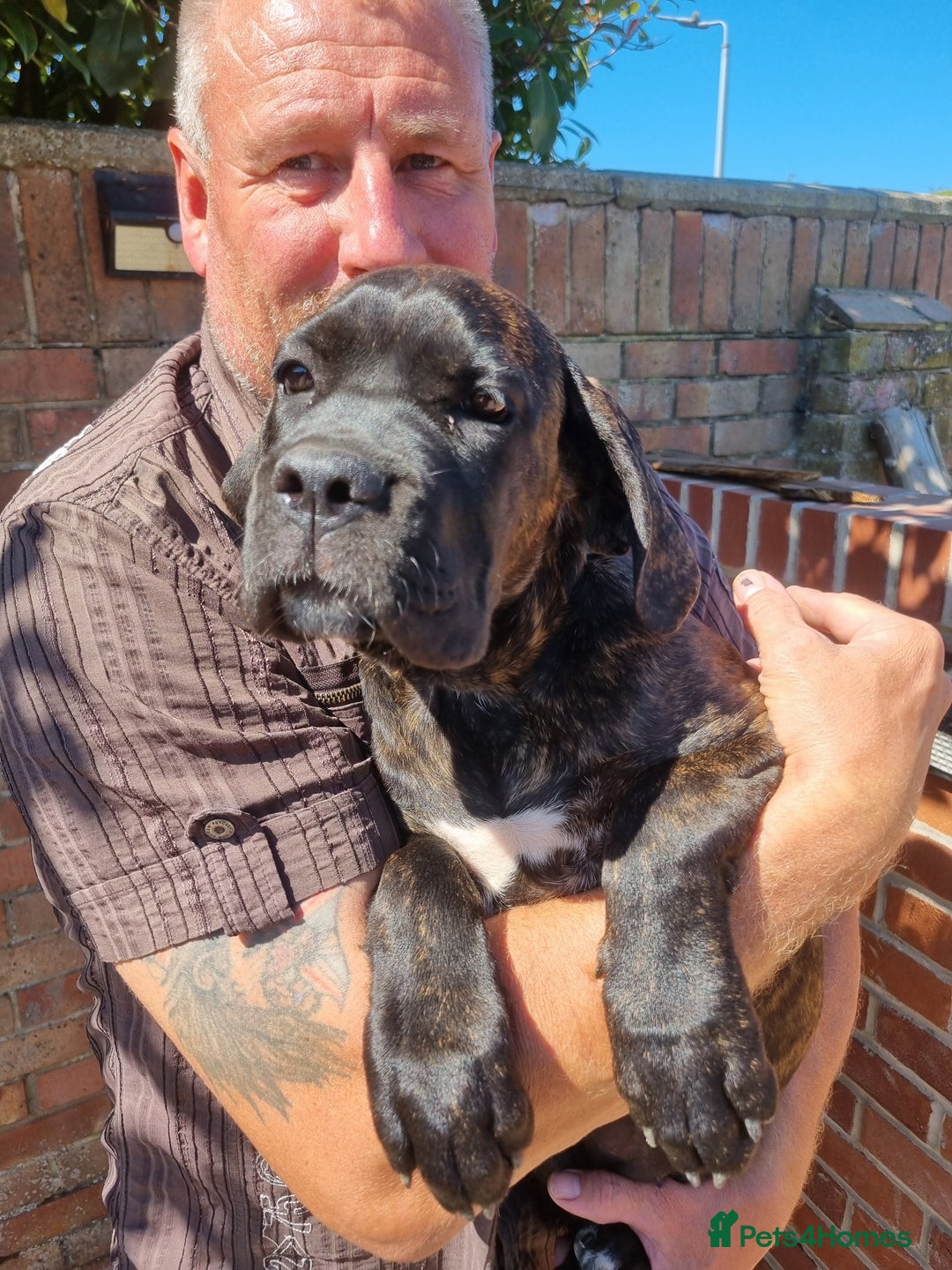 Cane Corso dogs for sale: Italian cane corso puppies  - Image 11