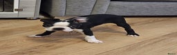 Boston Terrier dogs for sale: Boston Terrier Puppy Ready for His Forever Home - Advert 5