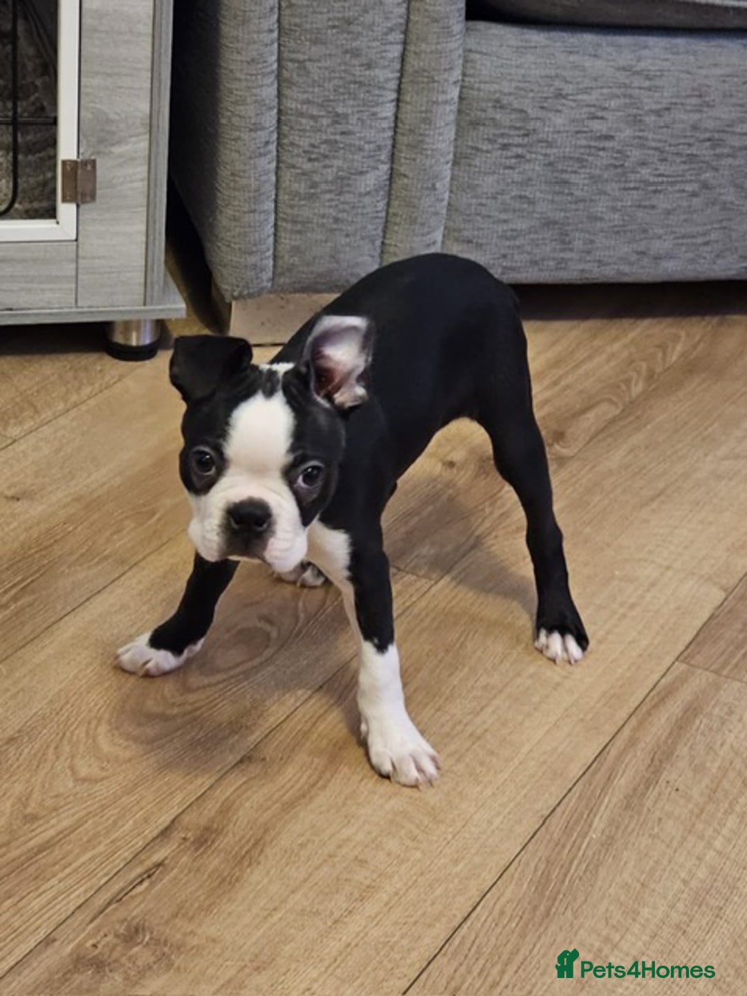 Boston Terrier dogs for sale: Boston Terrier Puppy Ready for His Forever Home - Advert 5