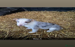 Border Collie dogs for sale: Collie cross blue merle pups - Advert 5