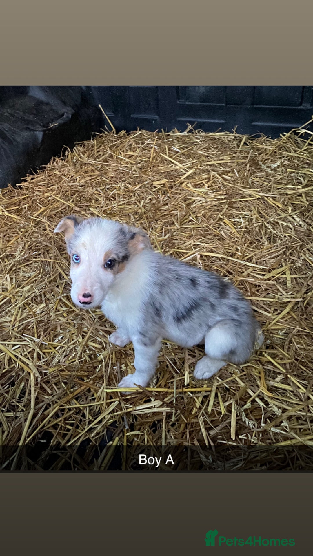 Border Collie dogs for sale: Collie cross blue merle pups - Advert 5