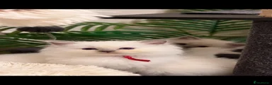 Ragdoll 1