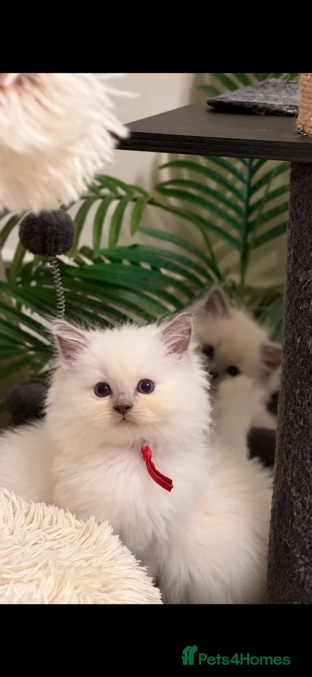 Ragdoll cats for sale: HIGH QUALITY FLUFFY BOY RAGDOLL in Pontypridd - Advert 2