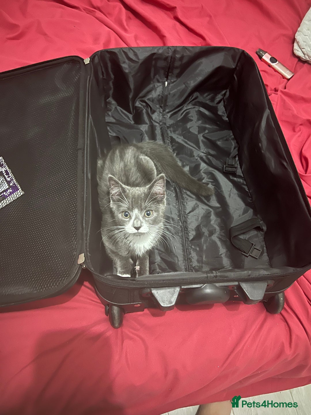 Domestic Shorthair cats for sale: Grey & white Kitten for sale - Advert 4