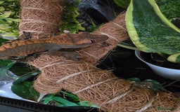 Gecko reptiles for sale: Crested Gecko and Tank  - Image 6