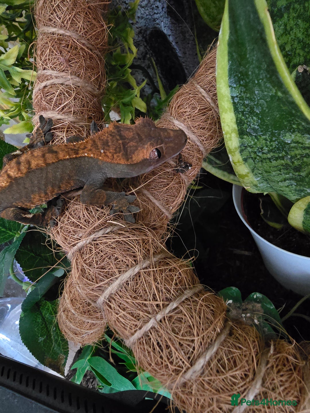 Gecko reptiles for sale: Crested Gecko and Tank  - Image 6