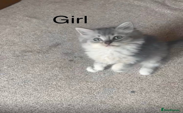 Ragdoll cats - Advert 11