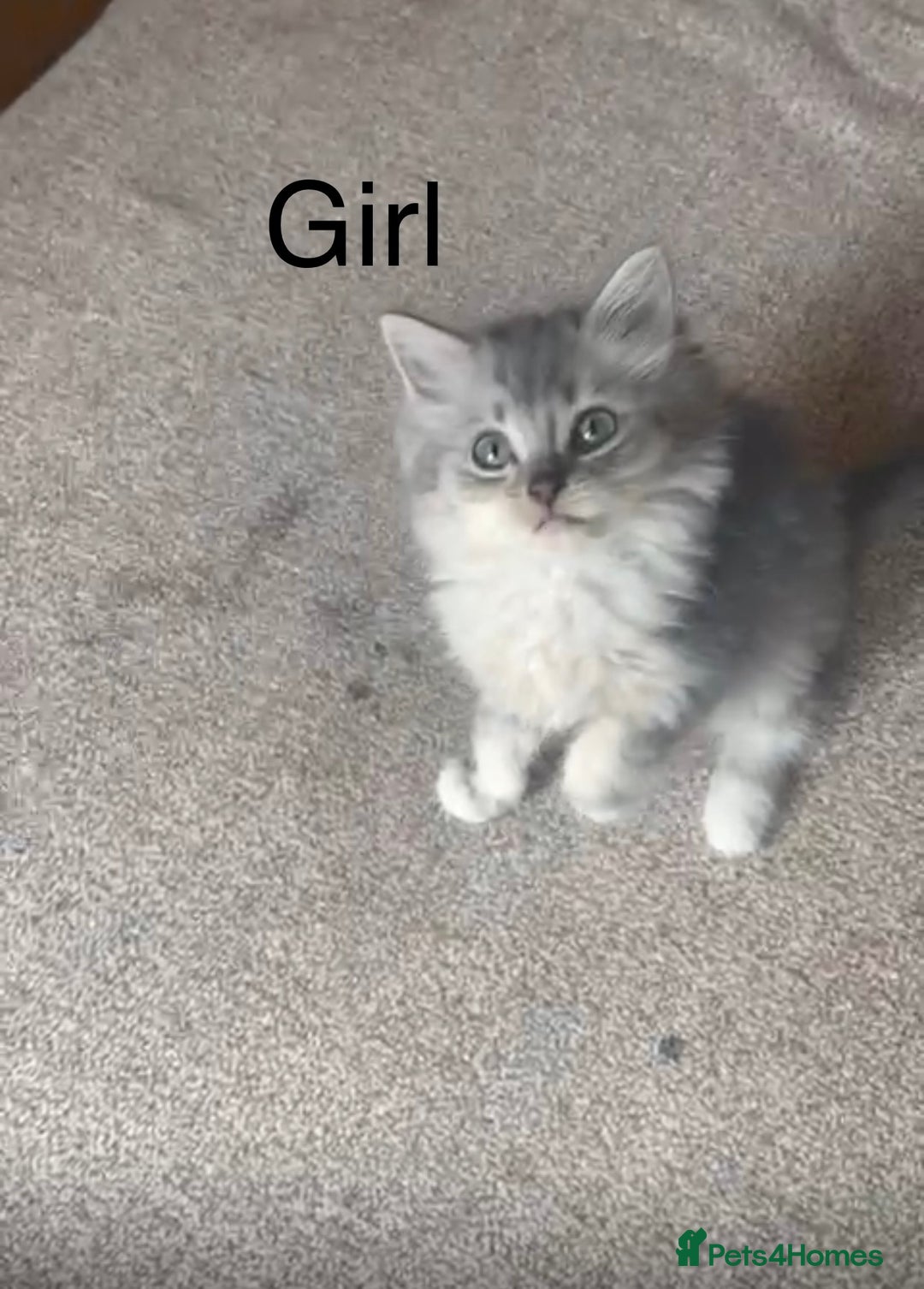 Ragdoll cats for sale: Persian ragdoll - Image 1