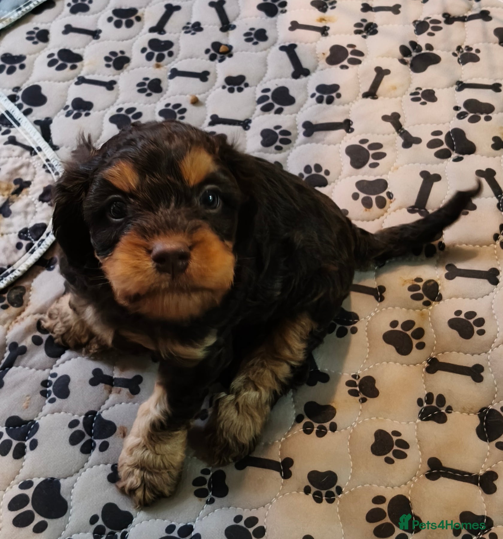 Cavapoo dogs Healthy F1 Cavapoo Puppies  - Advert 8