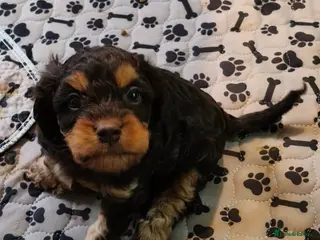 Cavapoo dogs Healthy F1 Cavapoo Puppies - Advert 8