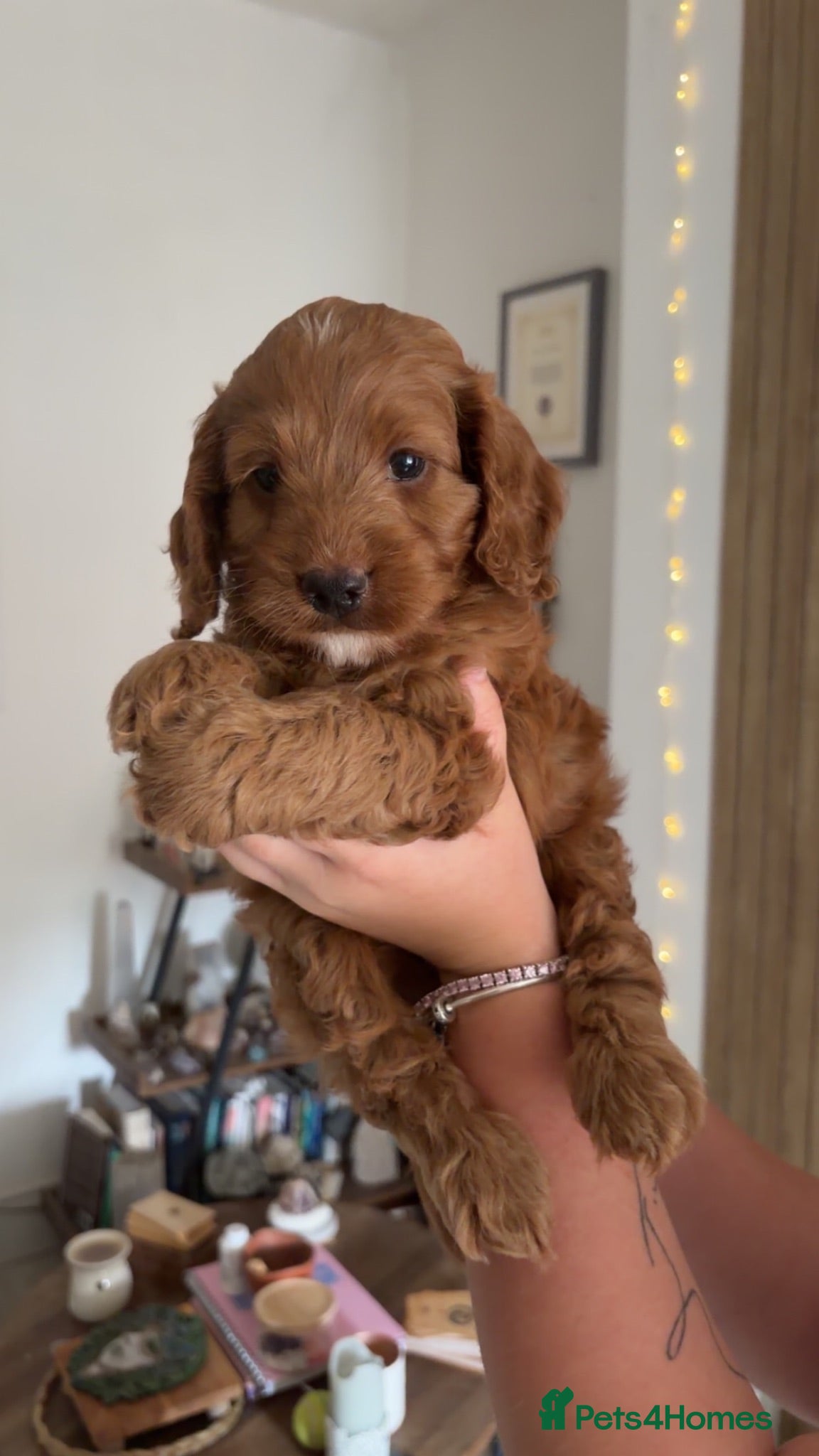 Cockapoo dogs Tiny F1b Cockapoo Puppies – Ready next weekend  - Advert 1