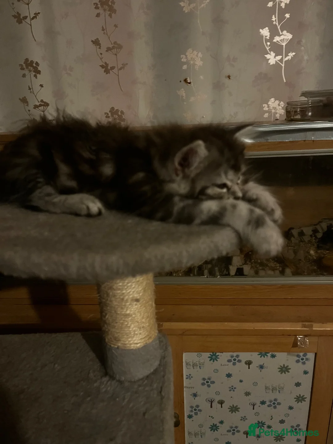 Mixed Breed cats for sale: 4 gorgeous mixed breed kittens - Advert 2