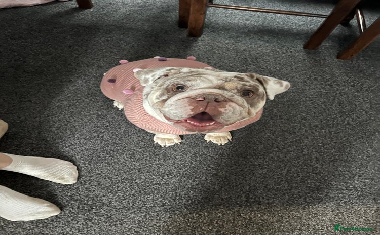 English Bulldog dogs - Advert 9