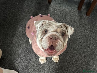 English Bulldog dogs - Advert 34