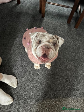 English Bulldog dogs - Advert 9