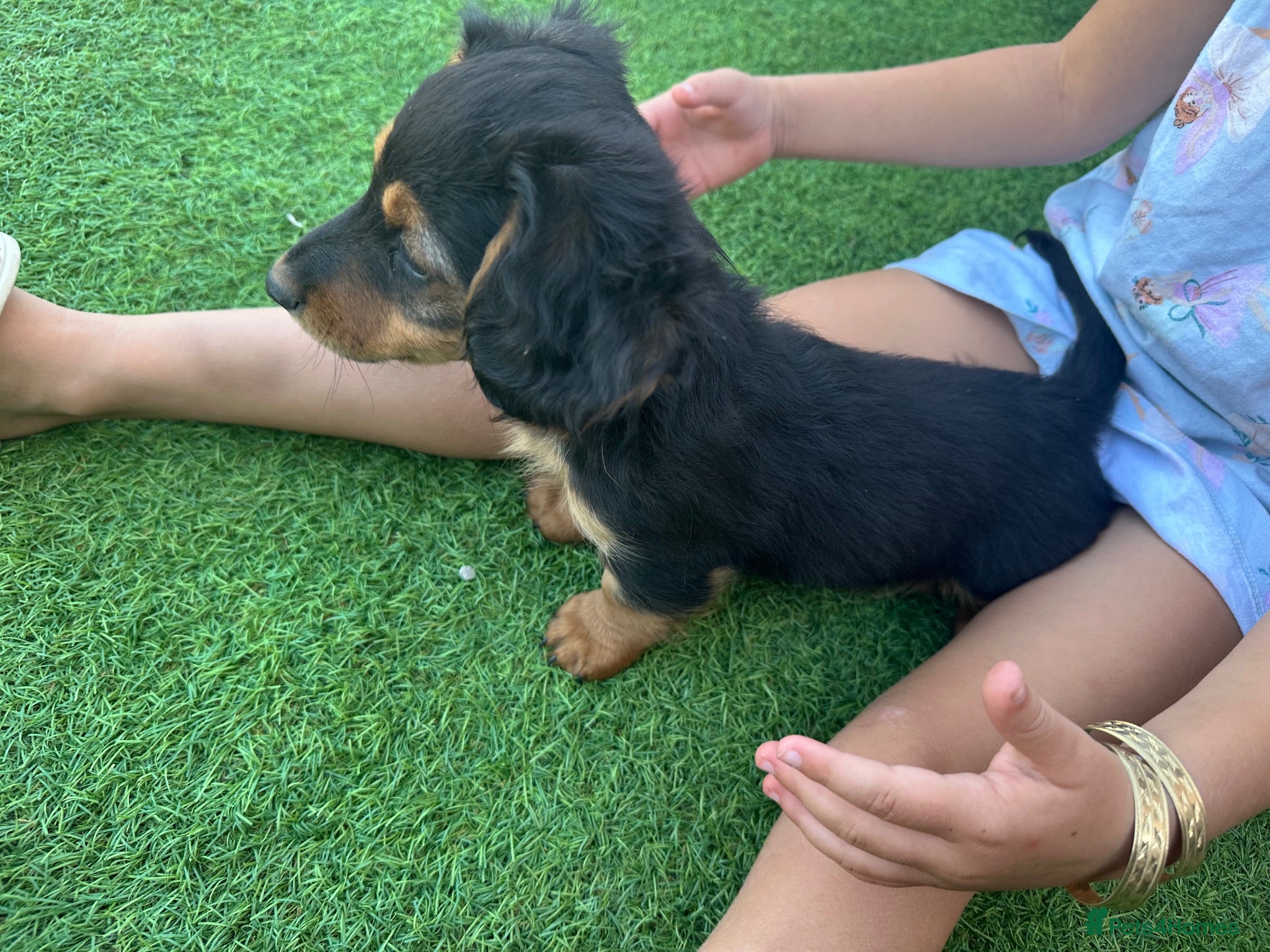 Dachshund dogs KC REG READY NOW! long haired miniature dachshund - Advert 2