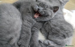 British Shorthair cats for sale: Beautiful fluffy British blue babies ready at  **  - Advert 2