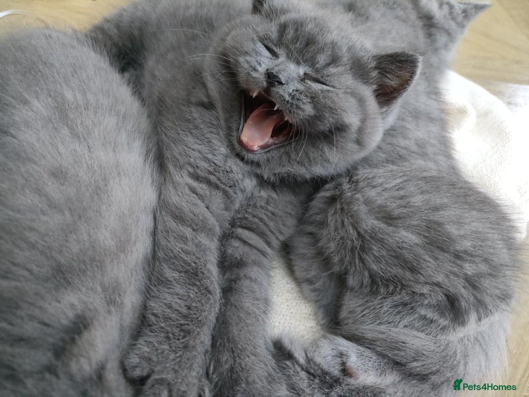 British Shorthair cats for sale: Beautiful fluffy British blue babies ready at  **  - Advert 2