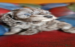 Cavapoo dogs for sale: Gorgeous f1b Cavapoo puppys.Health tested parents  - Image 26
