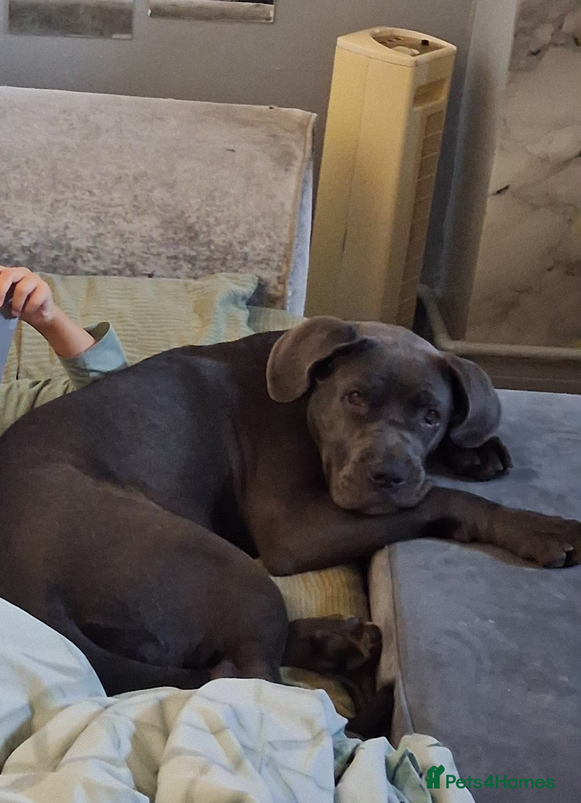 Cane Corso dogs 5month old blue female pup - Advert 9