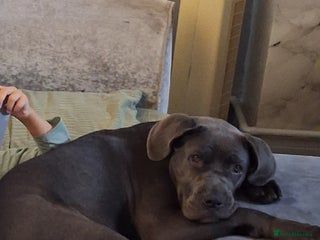 Cane Corso dogs 5month old blue female pup - Advert 10