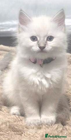 Ragdoll cats Beautiful White Ragdoll Kitten 🤍🐾 - Advert 16