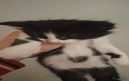 Mixed Breed cats for sale: 2 ginger and white males left  - Image 4