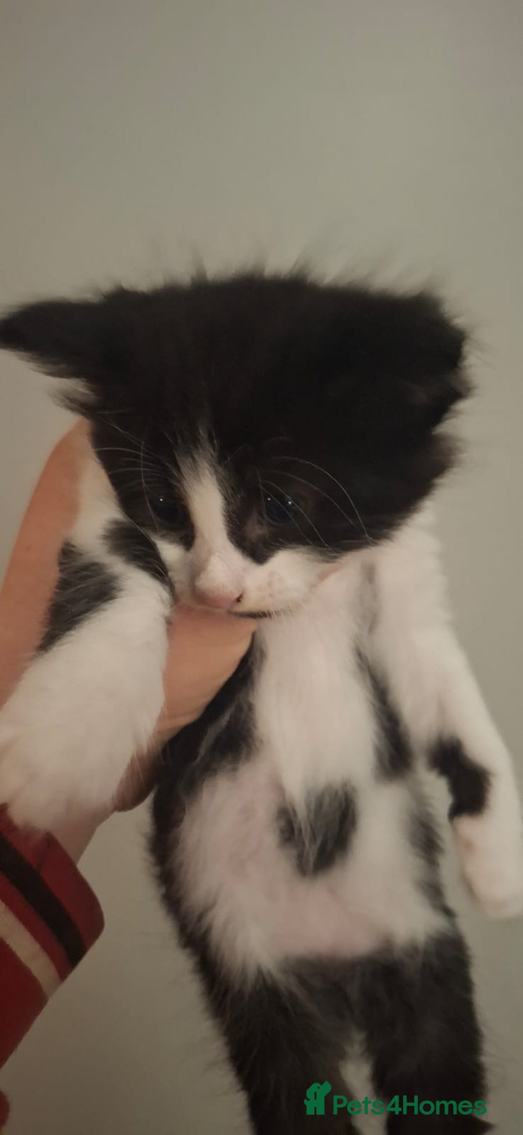 Mixed Breed cats for sale: 2 ginger and white males left  - Image 4