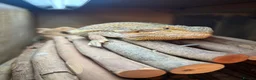 Bearded Dragon reptiles for sale: Male Bearded Dragon for sale  in Bristol - Advert 6
