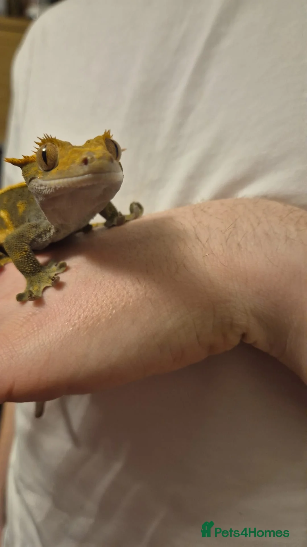 Gecko reptiles for sale: Dark Based Extreme Harlequin Full Pin - Advert 5