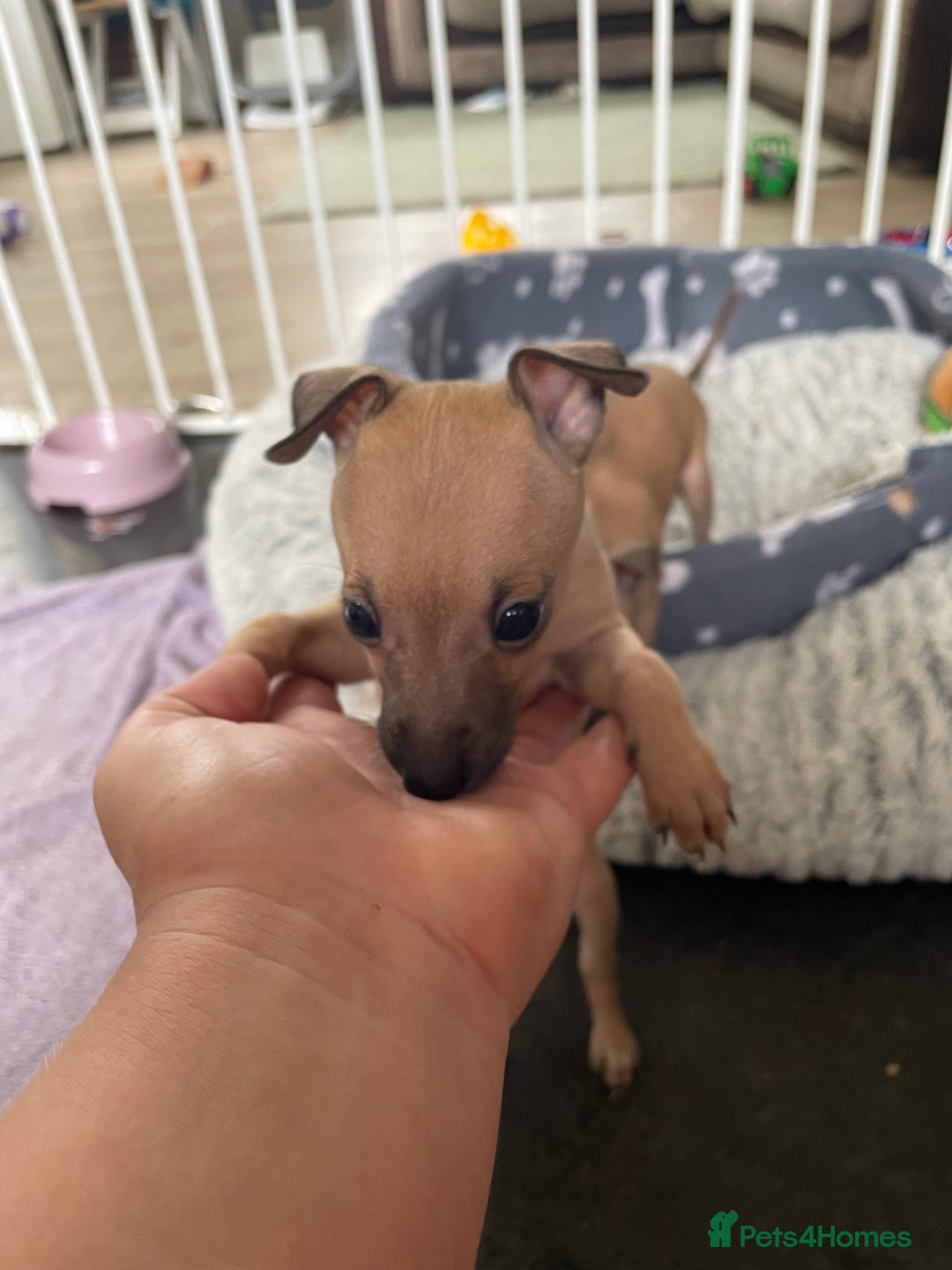 Italian Greyhound dogs for sale: Ready from next week Little Italian Greyhound pups - Image 23
