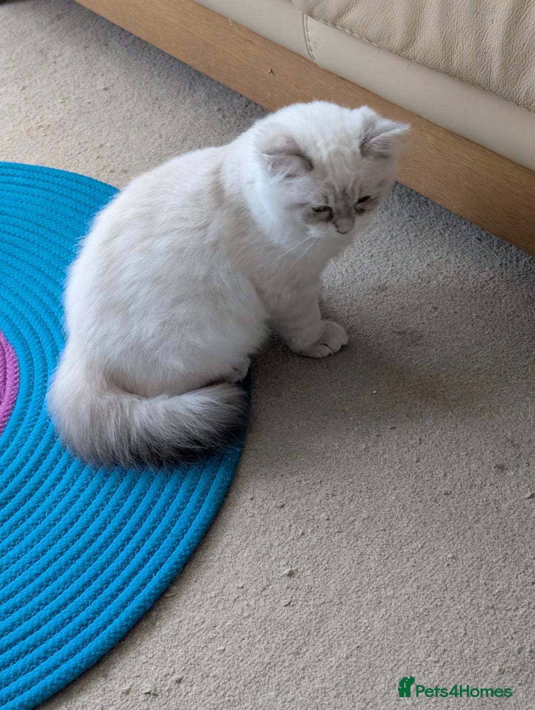 Ragdoll cats for sale: Ragdoll Girl  - Advert 1