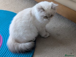 Ragdoll cats Ragdoll Girl - Advert 1