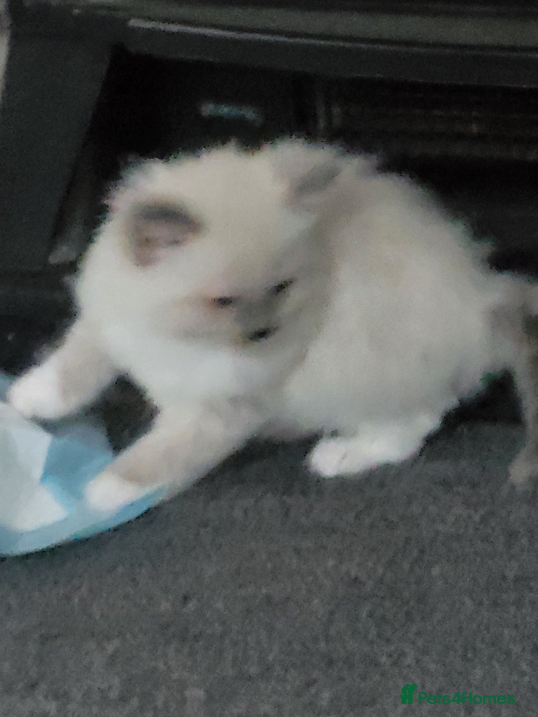 Ragdoll cats for sale: 5 beautiful ragdoll kittens - Image 14