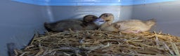 Ducks poultry for sale: 2 harlequin runner ducklings  - Advert 4