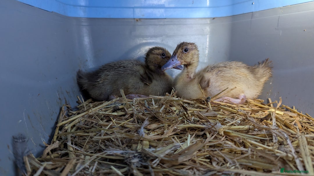 Ducks poultry for sale: 2 harlequin runner ducklings  - Advert 4