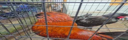 Chickens poultry for sale: 2 polish bantam Roosters  - Advert 2
