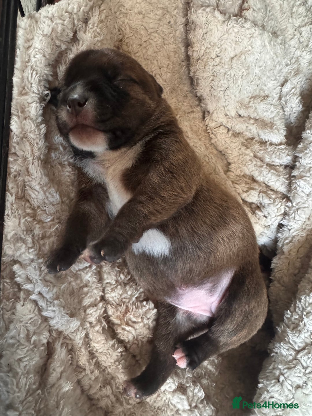 Staffordshire Bull Terrier dogs for sale: KC Staffordshire Bull Terrier - Image 29